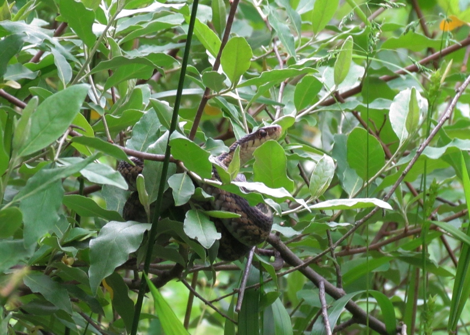 Eastern Garter Snake